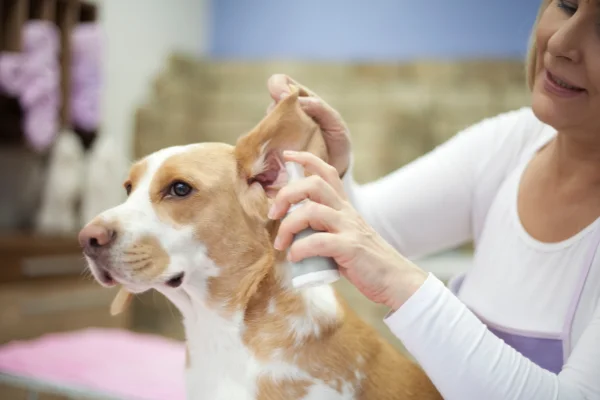 Cura della pelle del cane